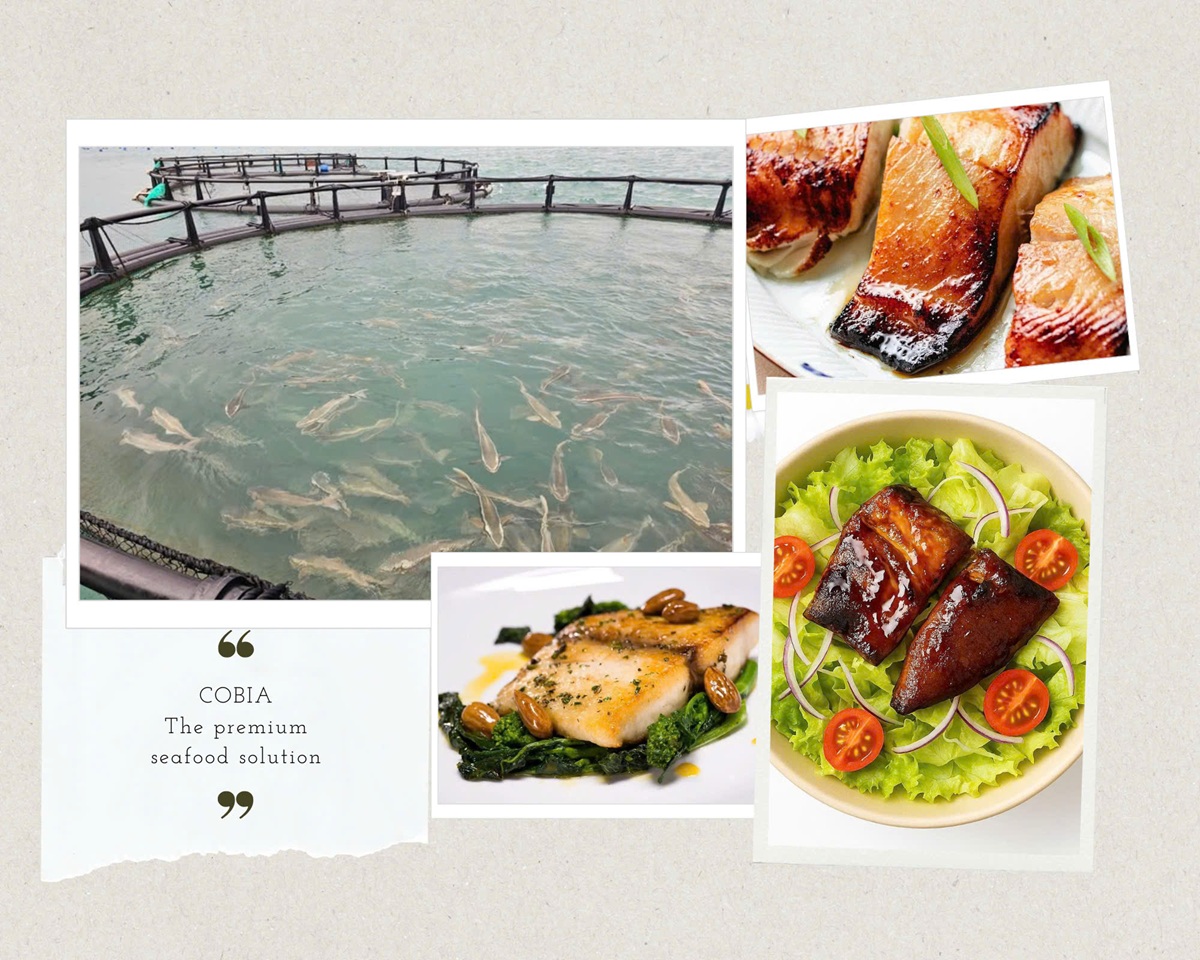 COBIA (RACHYCENTRON CANADUM)