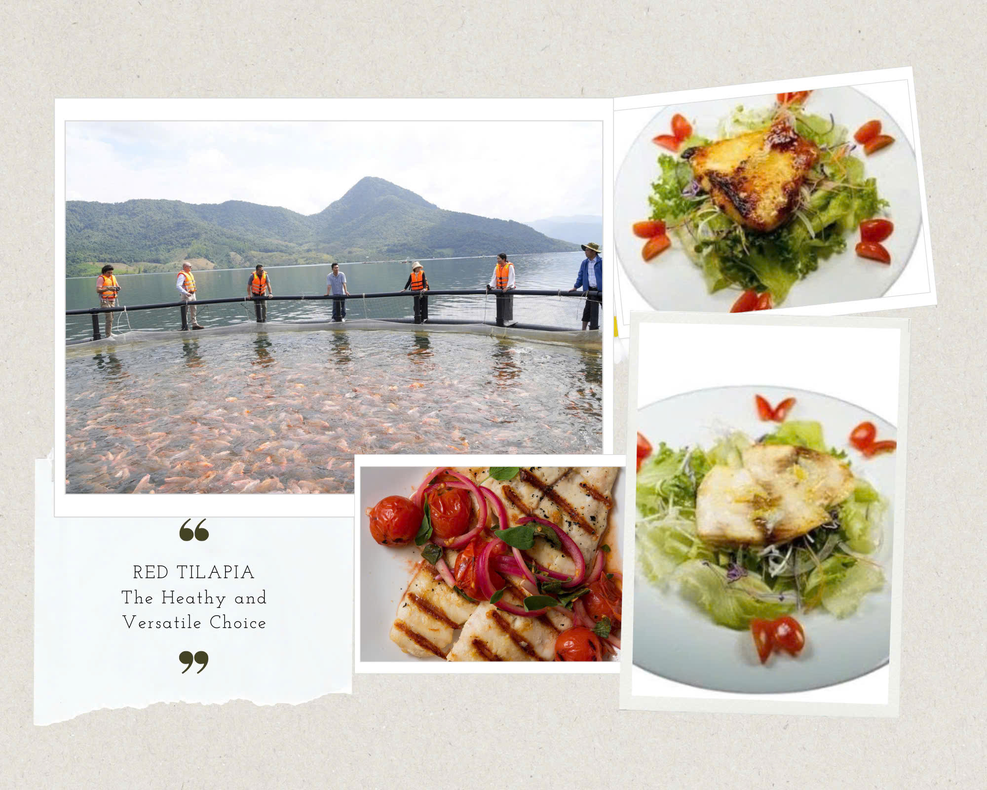 Izumidai Red Tilapia (Oreochromis sp.)