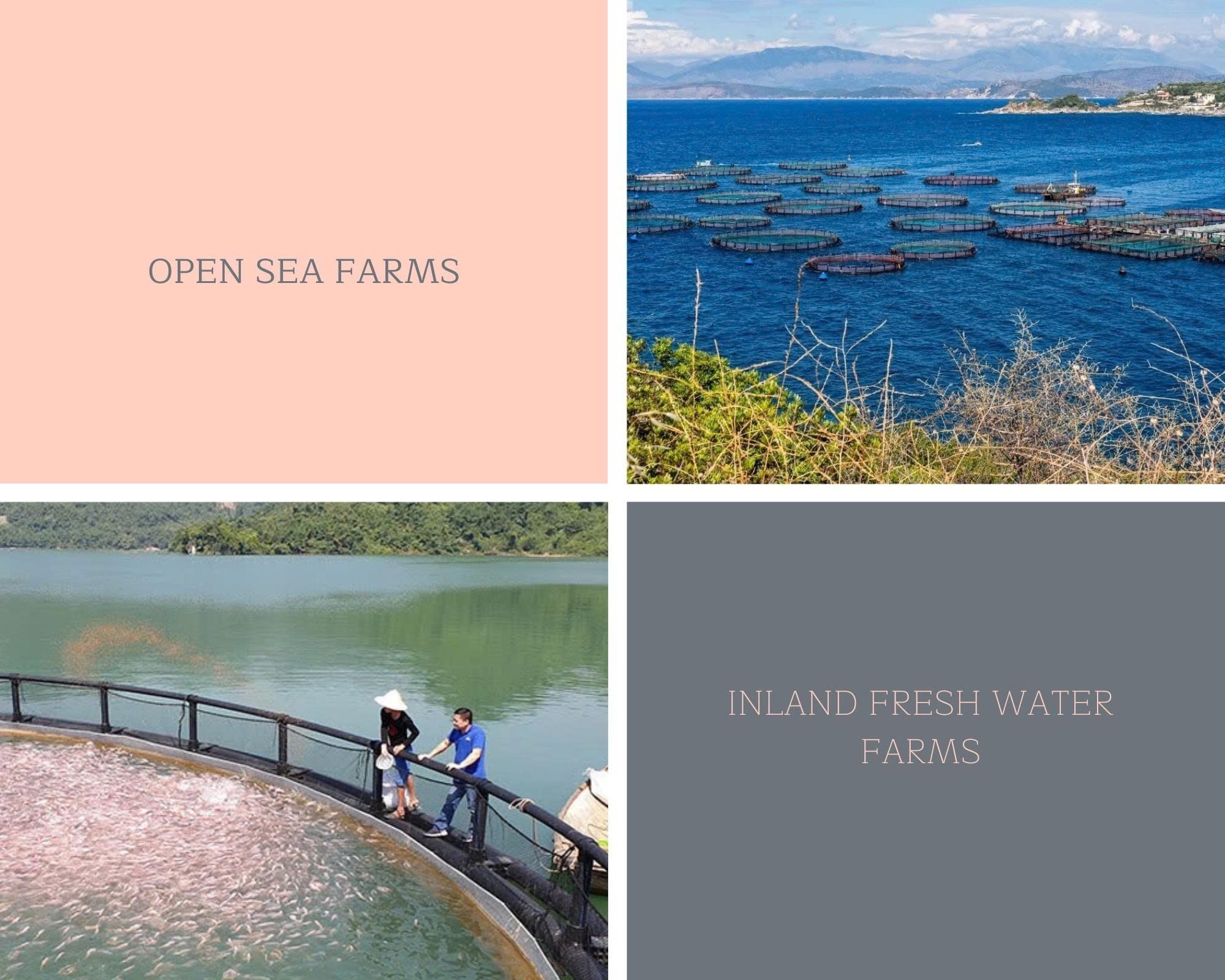 Giới thiệu - OUR FARM