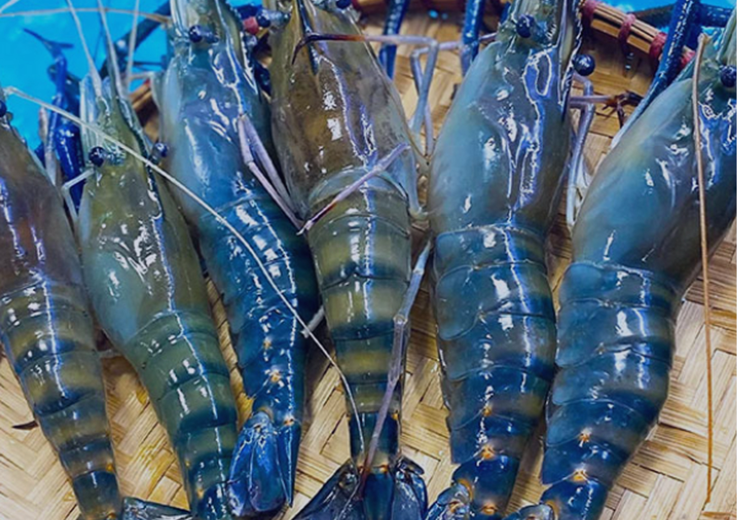 Trang - OUR FACTORY - Block 3